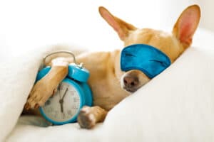 shutterstock 1176935656