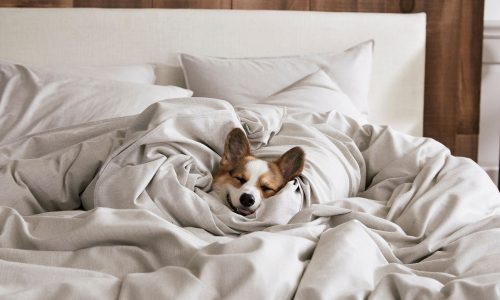 image dog in sheets